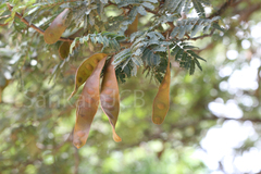 Albizia amara